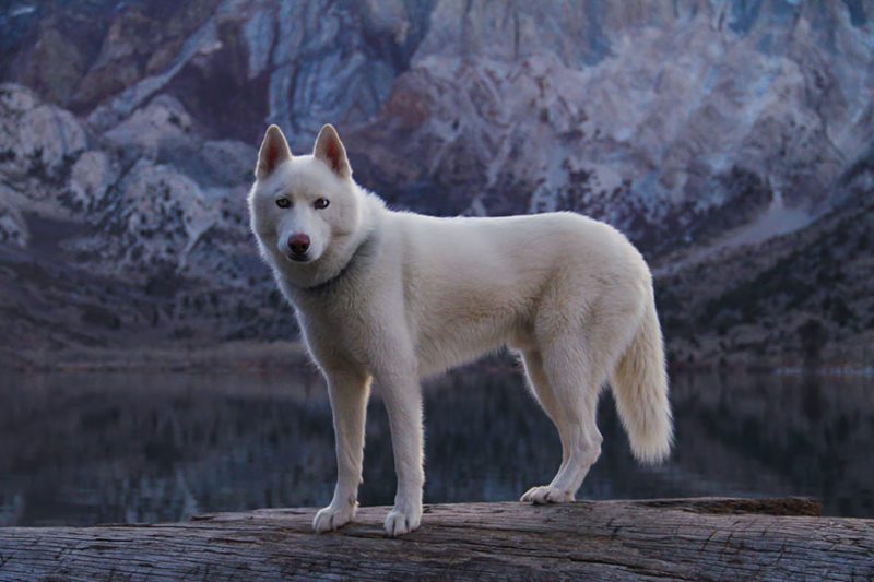 The wild adventures of a man and his dog in pictures of wonderful nature