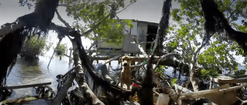 A man discovers a hungry dog alone on a remote island and saves his life