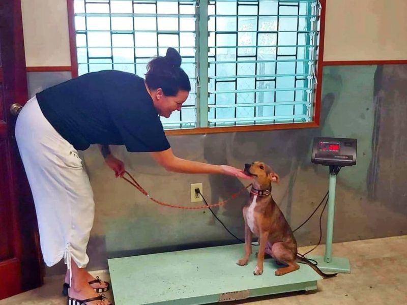 A man discovers a hungry dog alone on a remote island and saves his life