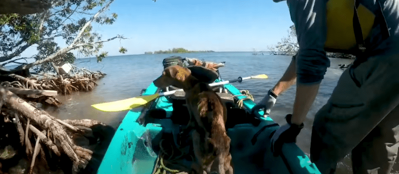 A man discovers a hungry dog alone on a remote island and saves his life