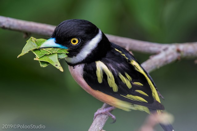 Black and Yellow Broad Bull, a wonderful little bird that jumps from cartoon movies