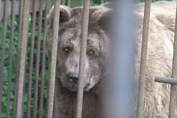 Older bears get first "taste of freedom" after 20 years in cages