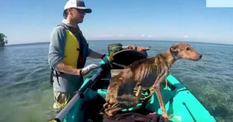 A man discovers a hungry dog alone on a remote island and saves his life