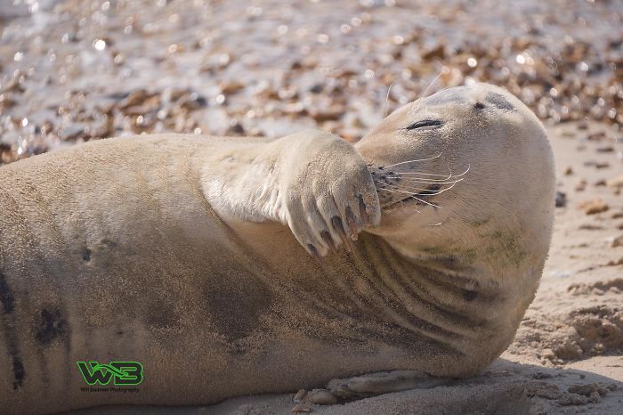 Sammy Sail is very outgoing, he is making human friends on the beach.