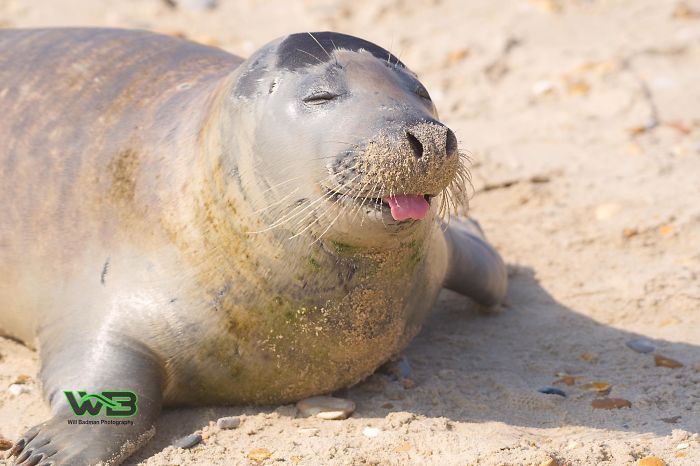 Sammy Sail is very outgoing, he is making human friends on the beach.