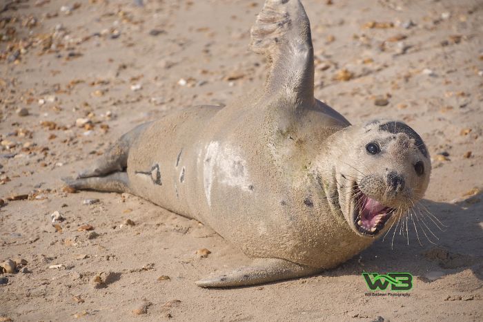 Sammy Sail is very outgoing, he is making human friends on the beach.