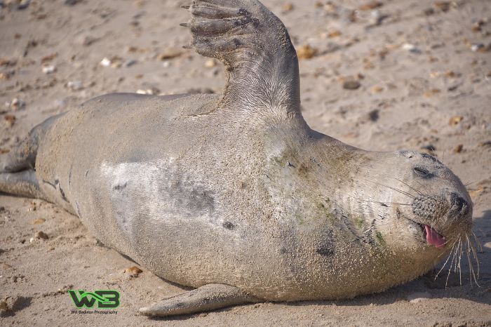 Sammy Sail is very outgoing, he is making human friends on the beach.