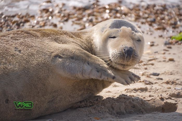 Sammy Sail is very outgoing, he is making human friends on the beach.