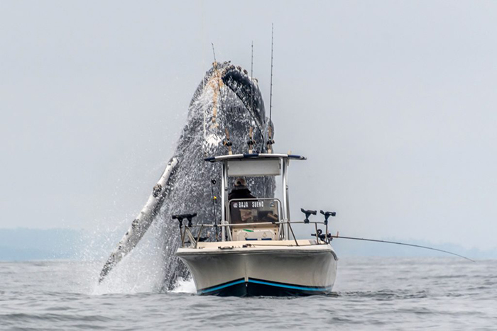 Lifetime footage of a large humpback whale jumping out of the water with a fishing boat