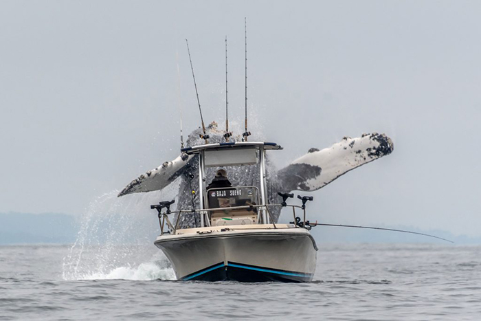 Lifetime footage of a large humpback whale jumping out of the water with a fishing boat