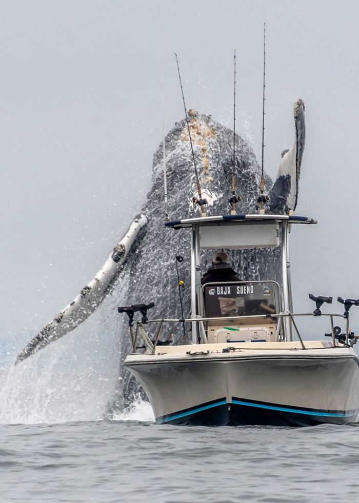 Lifetime footage of a large humpback whale jumping out of the water with a fishing boat