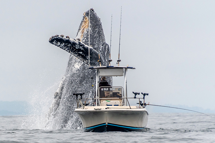 Lifetime footage of a large humpback whale jumping out of the water with a fishing boat