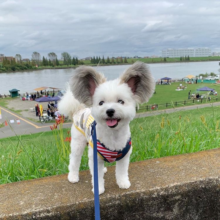 Meet the cute dog with fluffy ears that looks like Mickey Mouse [10pis]