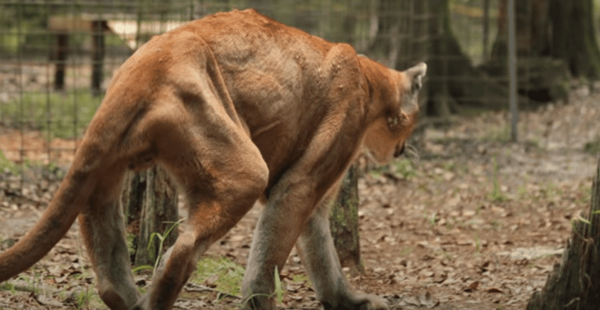 After years of abuse at the zoo, Cougar was rescued in time and learned to walk again