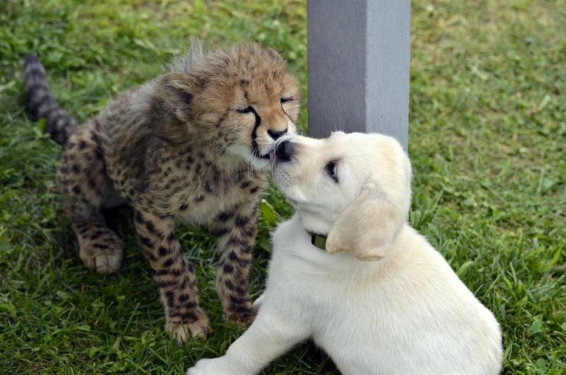 Cheetah pup anxious thanks to his adorable support puppy