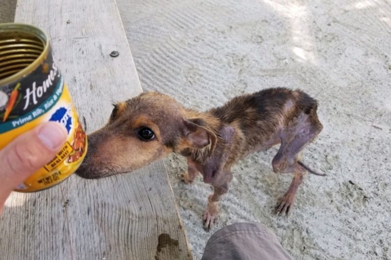 A man discovers a hungry dog alone on a remote island and saves his life