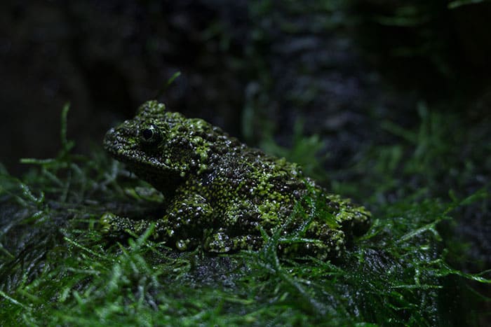 Meet the Vietnamese Mossy Frogs, the masters of chivalry