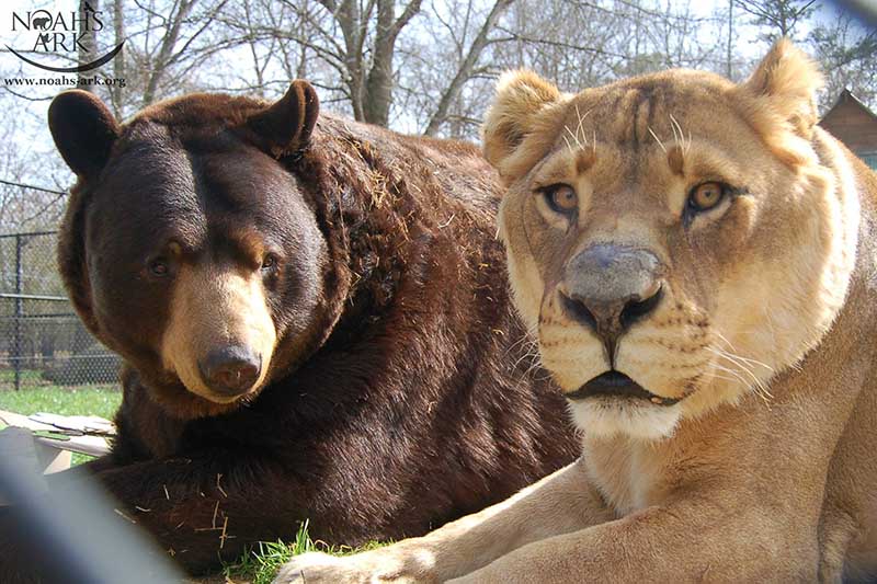 How the Bear, the Lion and the Lion Became Best Friends of a Lifetime