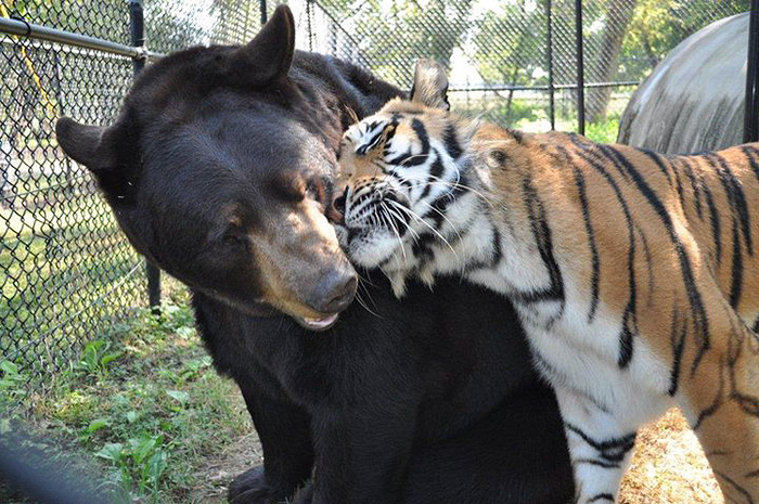 How the Bear, the Lion and the Lion Became Best Friends of a Lifetime