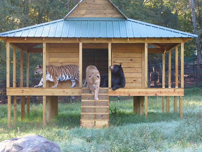 How the Bear, the Lion and the Lion Became Best Friends of a Lifetime