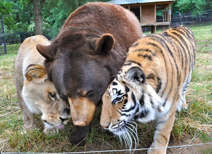 How the Bear, the Lion and the Lion Became Best Friends of a Lifetime