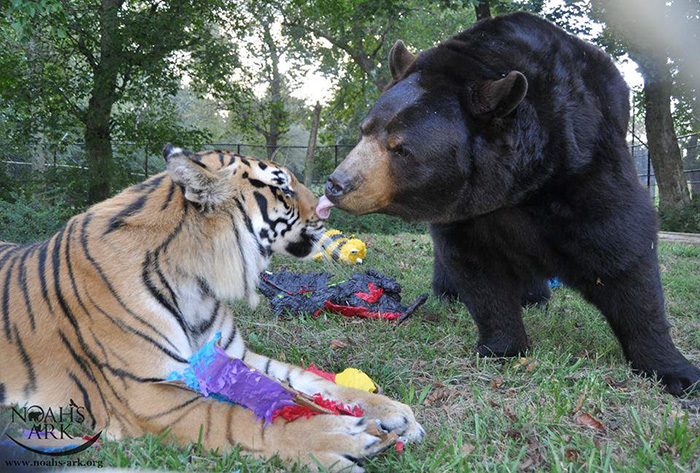 How the Bear, the Lion and the Lion Became Best Friends of a Lifetime