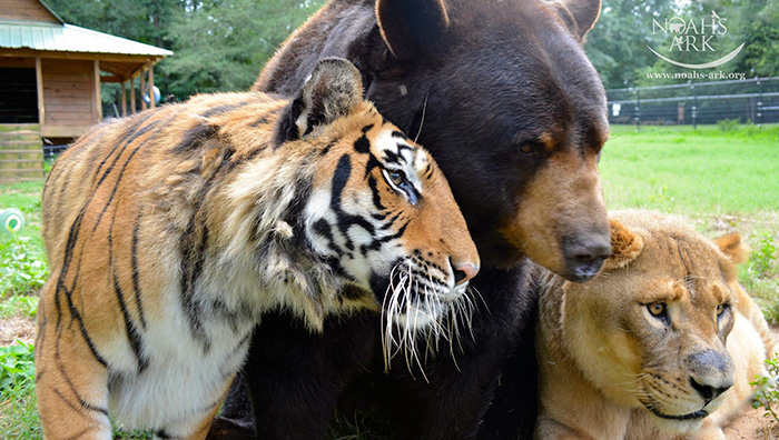 How the Bear, the Lion and the Lion Became Best Friends of a Lifetime