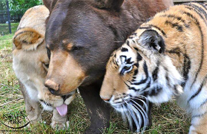 How the Bear, the Lion and the Lion Became Best Friends of a Lifetime