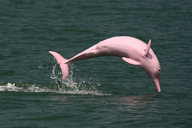 Meet the Pink Amazon River Dolphins - these beautiful creatures still exist.