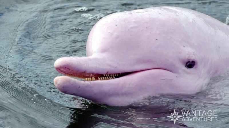 Meet the Pink Amazon River Dolphins - these beautiful creatures still exist.