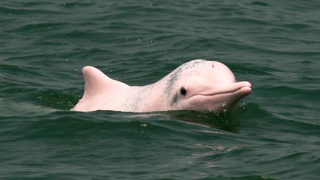 Meet the Pink Amazon River Dolphins - these beautiful creatures still exist.