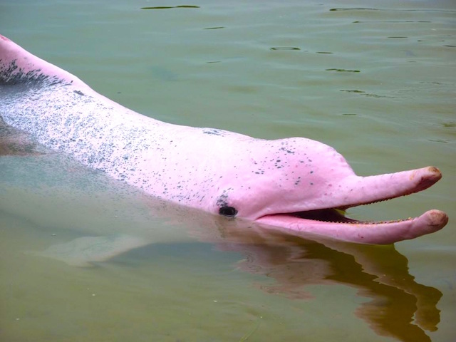 Meet the Pink Amazon River Dolphins – these beautiful creatures still exist.