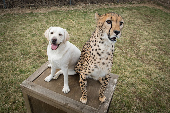 Cheetah pup anxious thanks to his adorable support puppy