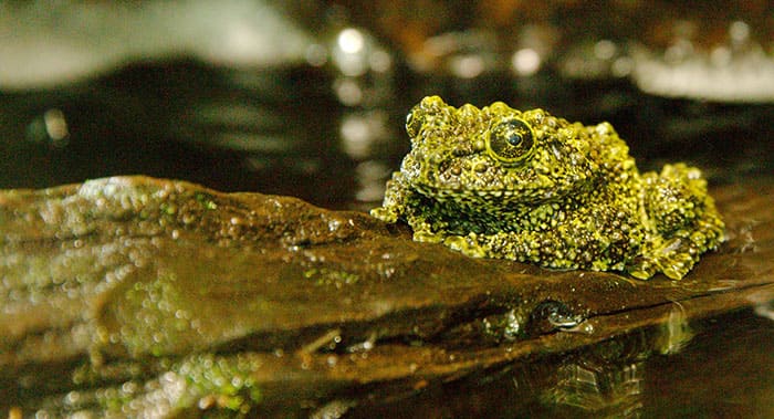 Meet the Vietnamese Mossy Frogs, the masters of chivalry