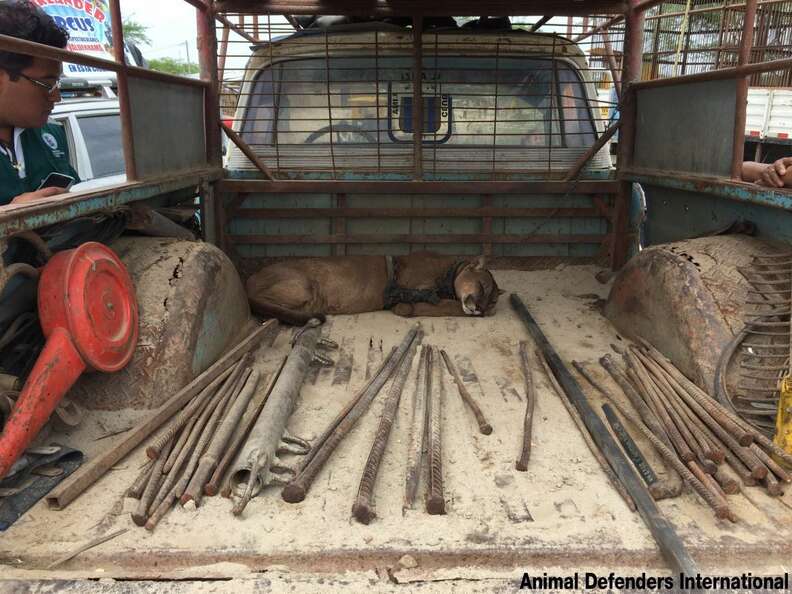 This mountain lion is the first step towards freedom after 20 years in a chain.