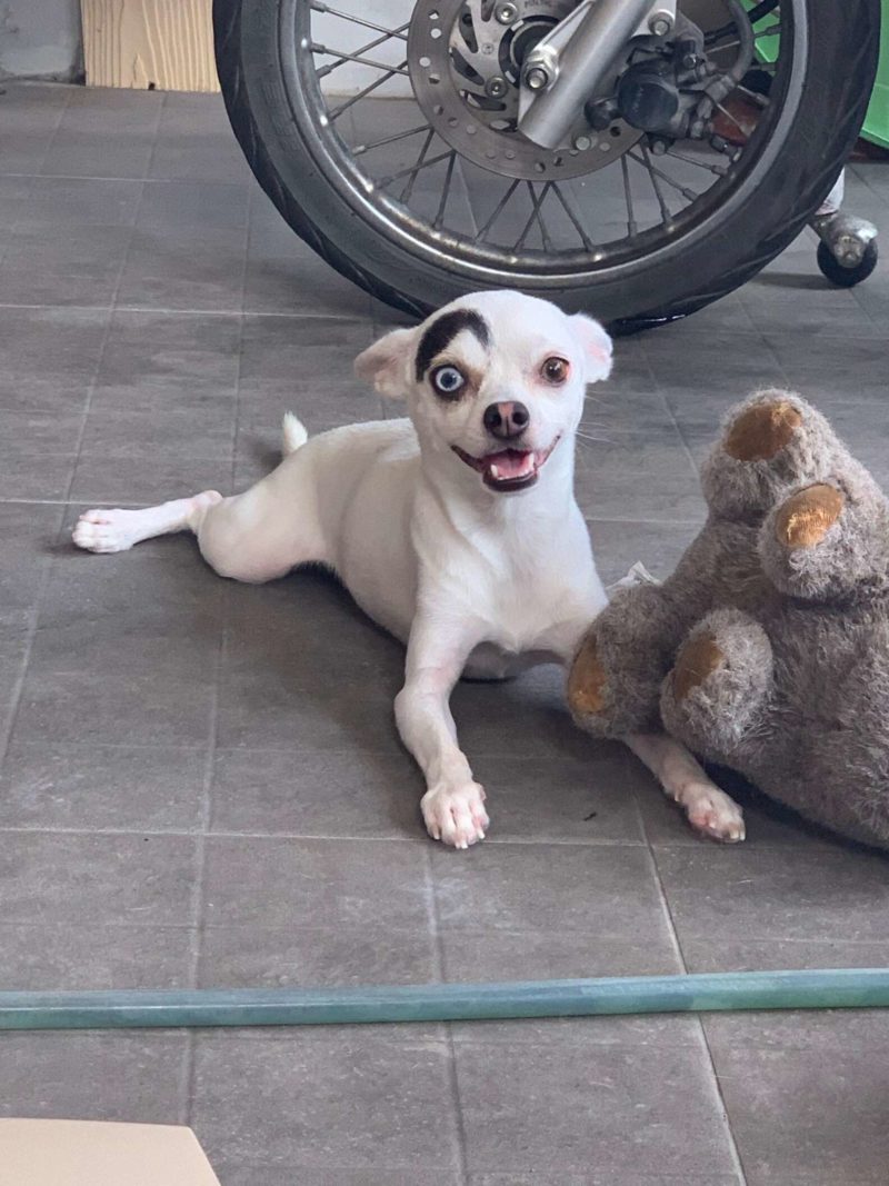 People are obsessed with this cute dog with a curious look.