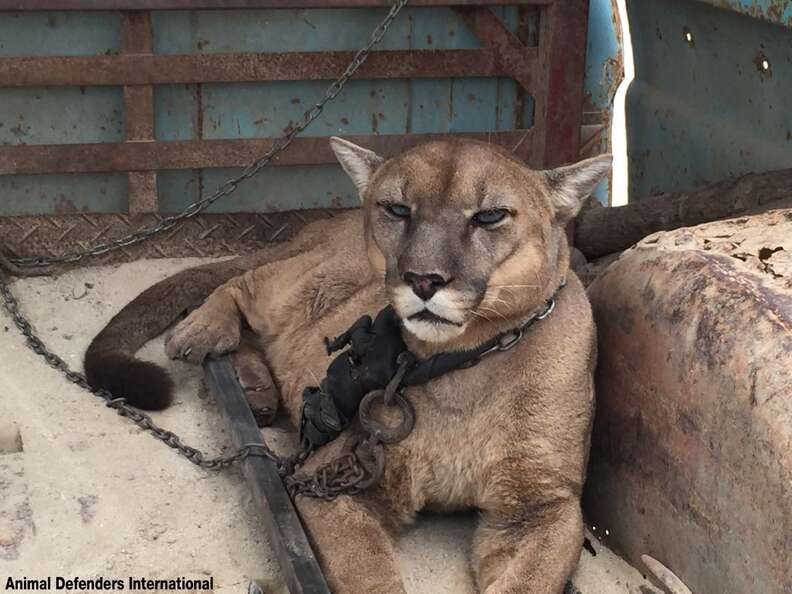 This mountain lion is the first step towards freedom after 20 years in a chain.
