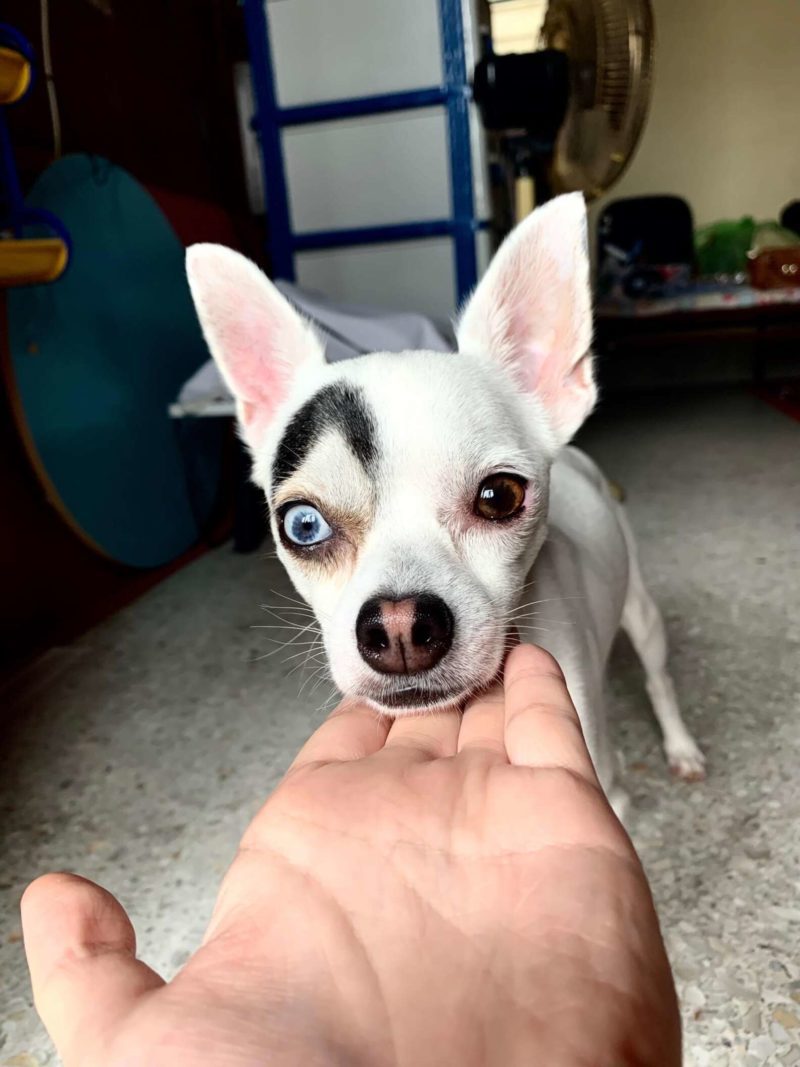 People are obsessed with this cute dog with a curious look.