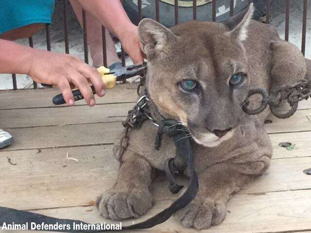 This mountain lion is the first step towards freedom after 20 years in a chain.