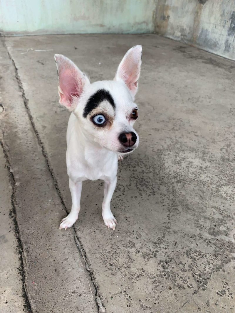 People are obsessed with this cute dog with a curious look.