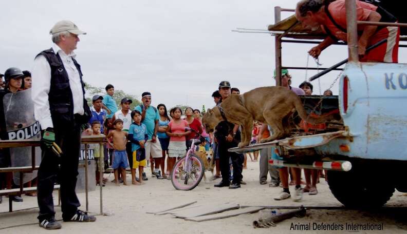 This mountain lion is the first step towards freedom after 20 years in a chain.