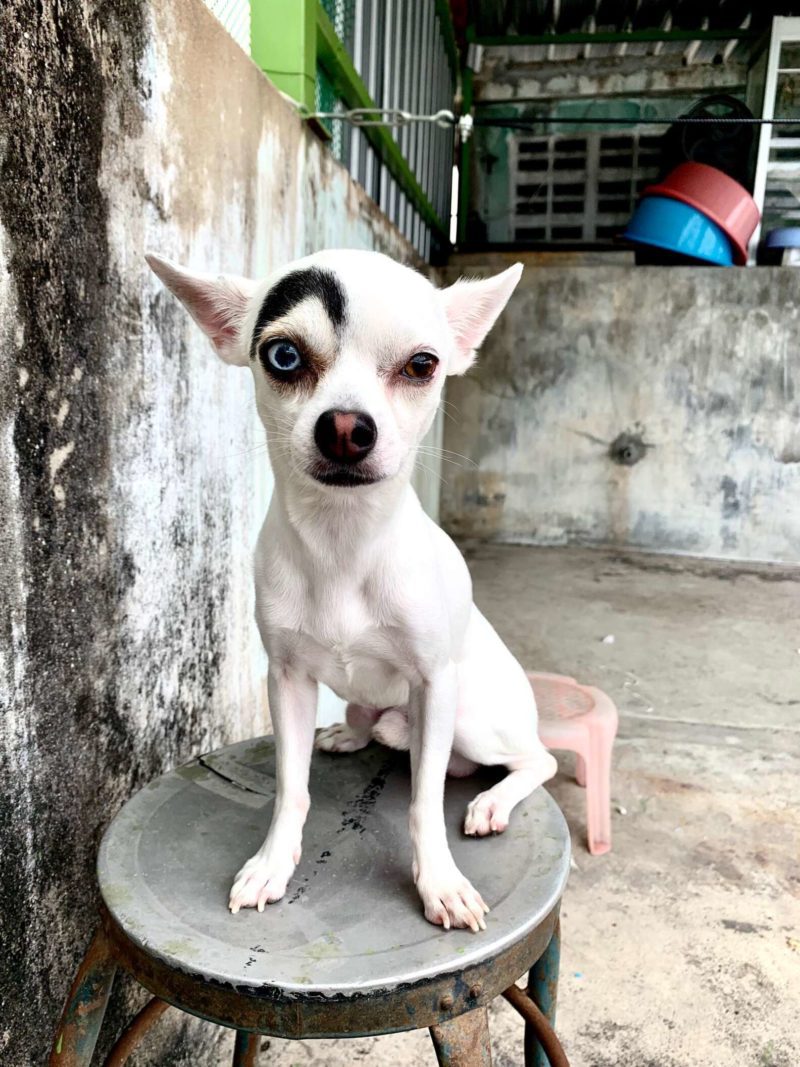 People are obsessed with this cute dog with a curious look