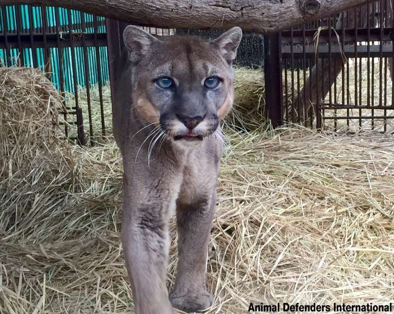 This mountain lion is the first step towards freedom after 20 years in a chain.