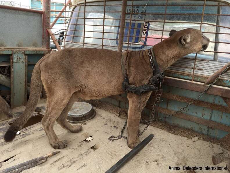 This mountain lion is the first step towards freedom after 20 years in a chain.