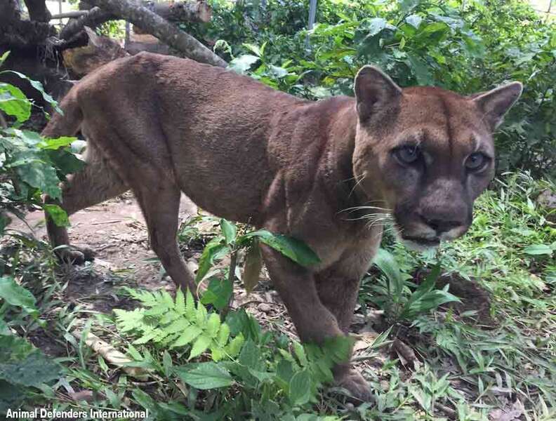 This mountain lion is the first step towards freedom after 20 years in a chain.