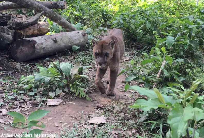 This mountain lion is the first step towards freedom after 20 years in a chain.