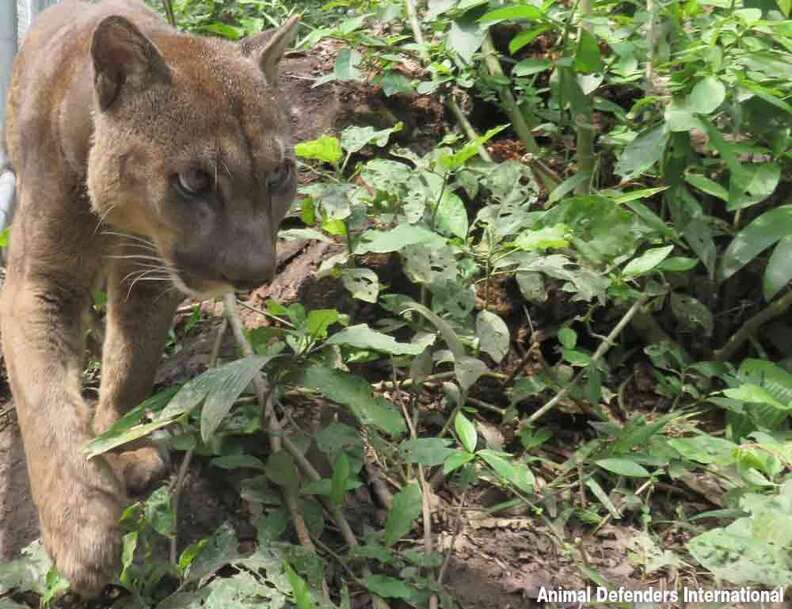 This mountain lion is the first step towards freedom after 20 years in a chain.