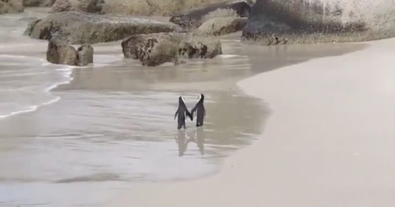 Penguin couple holding hands while roaming the beach romantically.