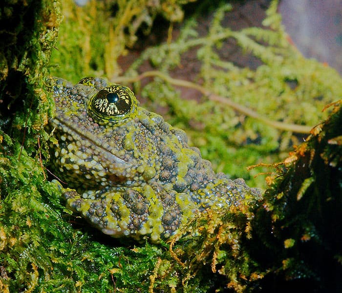 Meet the Vietnamese Mossy Frogs, the masters of chivalry