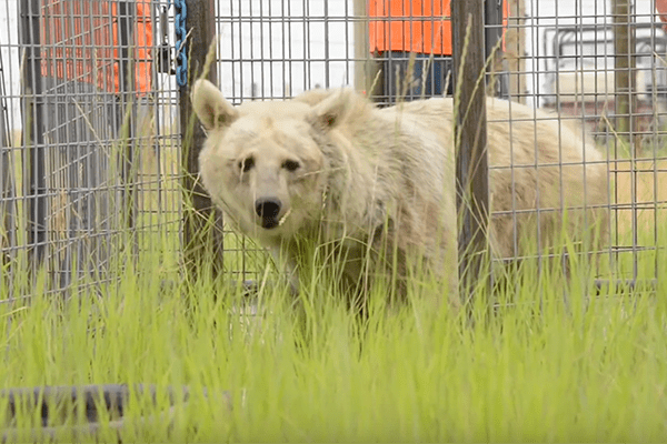 Older bears get first "taste of freedom" after 20 years in cages